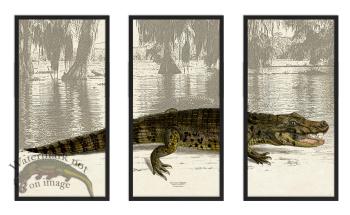 American Alligator Triptych